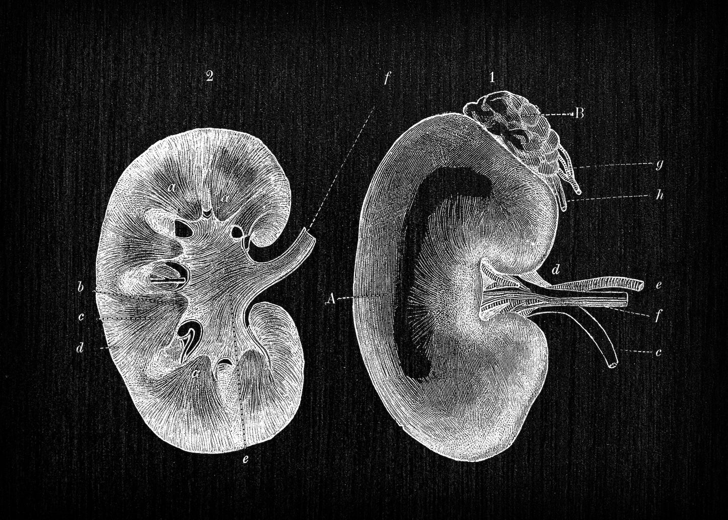 Arcturian Renal Clearing Healing Session