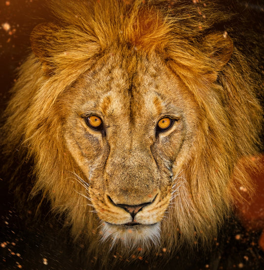 8-8 Lions Gate: The Sirius Connection (on-line)