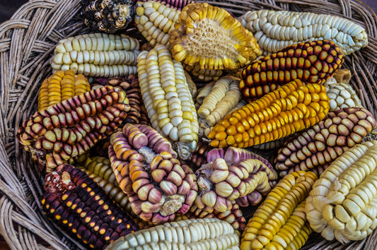 The Inka Seed Transmission