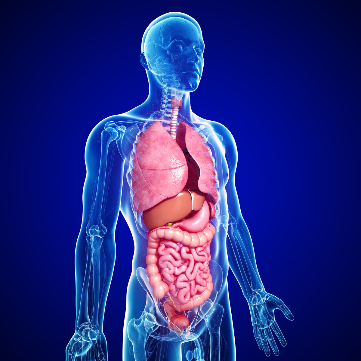 Arcturian Health Codes-Digestive System Focus