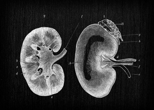 Arcturian Renal Clearing Healing Session