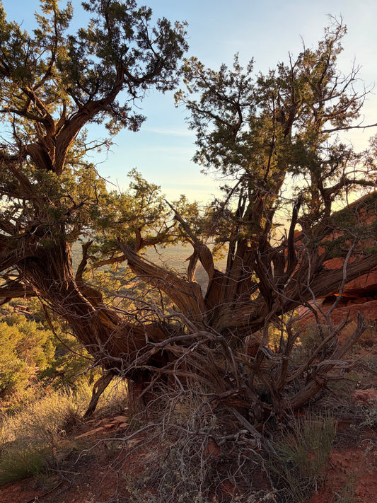 Arcturian Spiritual Lineage Healing Transmission